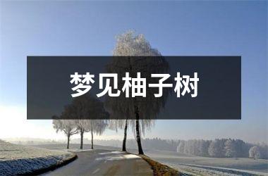 梦见柚子树