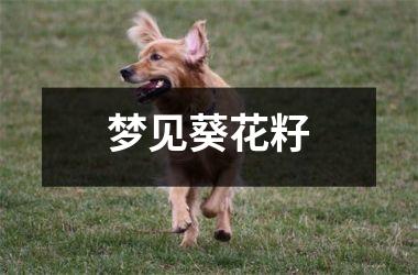 <h3>梦见葵花籽