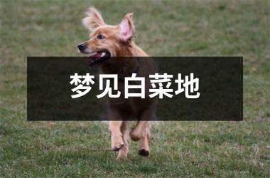 <h3>梦见白菜地