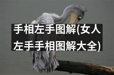 <h3>手相左手图解(女人左手手相图解大全)