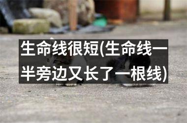 生命线很短(生命线一半旁边又长了一根线)