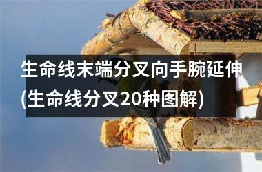 生命线末端分叉向手腕延伸(生命线分叉20种图解)