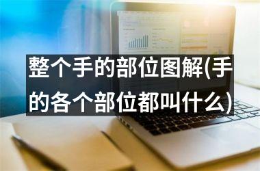整个手的部位图解(手的各个部位都叫什么)