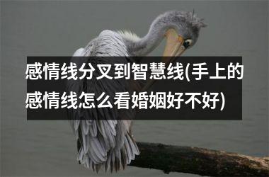 感情线分叉到智慧线(手上的感情线怎么看婚姻好不好)
