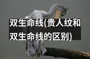 双生命线(贵人纹和双生命线的区别)