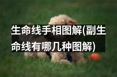 生命线手相图解(副生命线有哪几种图解)