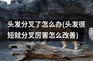 <h3>头发分叉了怎么办(头发很短就分叉厉害怎么改善)