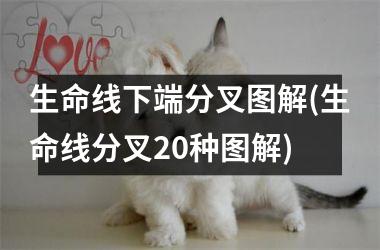 <h3>生命线下端分叉图解(生命线分叉20种图解)