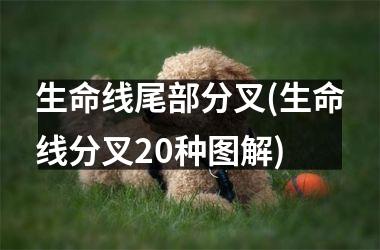 <h3>生命线尾部分叉(生命线分叉20种图解)