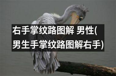<h3>右手掌纹路图解 男性(男生手掌纹路图解右手)