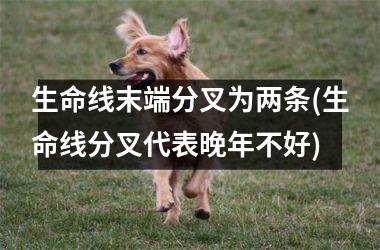 生命线末端分叉为两条(生命线分叉代表晚年不好)