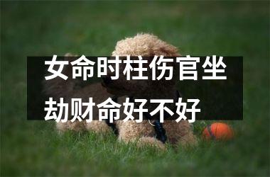 <h3>女命时柱伤官坐劫财命好不好