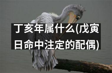 <h3>丁亥年属什么(戊寅日命中注定的配偶)