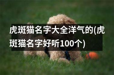 <h3>虎斑猫名字大全洋气的(虎斑猫名字好听100个)