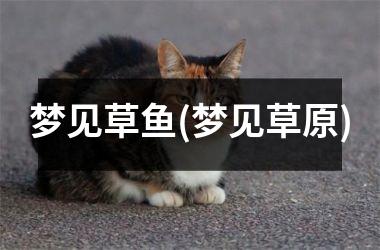 梦见草鱼(梦见草原)