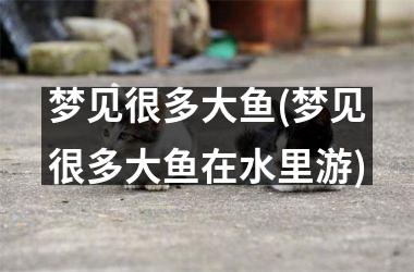 梦见很多大鱼(梦见很多大鱼在水里游)