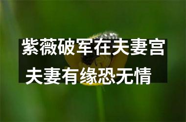 <h3>紫薇破军在夫妻宫 夫妻有缘恐无情