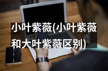 <h3>小叶紫薇(小叶紫薇和大叶紫薇区别)