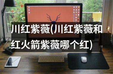 <h3>川红紫薇(川红紫薇和红火箭紫薇哪个红)