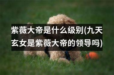 <h3>紫薇大帝是什么级别(九天玄女是紫薇大帝的领导吗)