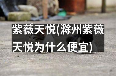 <h3>紫薇天悦(滁州紫薇天悦为什么便宜)