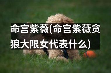 <h3>命宫紫薇(命宫紫薇贪狼大限女代表什么)