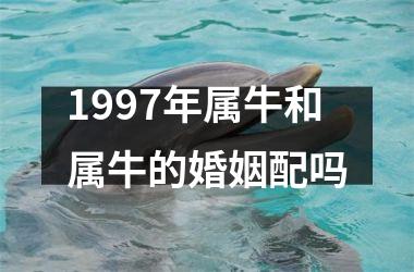 <h3>1997年属牛和属牛的婚姻配吗