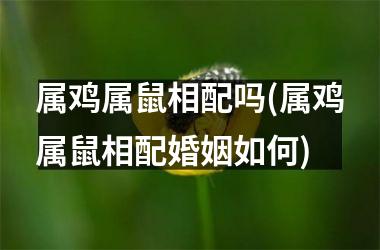 <h3>属鸡属鼠相配吗(属鸡属鼠相配婚姻如何)
