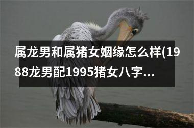 <h3>属龙男和属猪女姻缘怎么样(1988龙男配1995猪女八字合吗)
