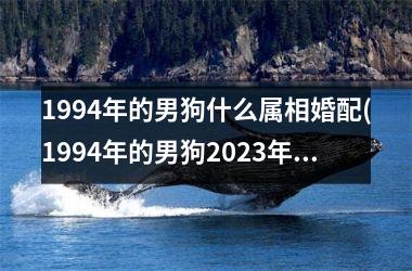 1994年的男狗什么属相婚配(1994年的男狗2025年的桃花位在卧室什么位置)