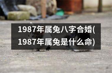 <h3>1987年属兔八字合婚(1987年属兔是什么命)