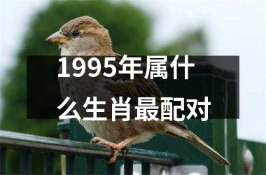 <h3>1995年属什么生肖配对