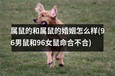 <h3>属鼠的和属鼠的婚姻怎么样(96男鼠和96女鼠命合不合)