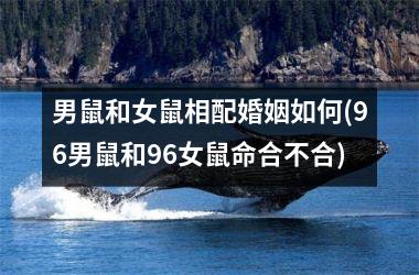 <h3>男鼠和女鼠相配婚姻如何(96男鼠和96女鼠命合不合)