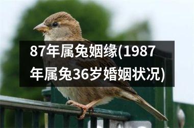 <h3>87年属兔姻缘(1987年属兔36岁婚姻状况)