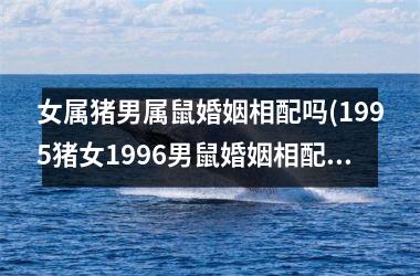 <h3>女属猪男属鼠婚姻相配吗(1995猪女1996男鼠婚姻相配吗)