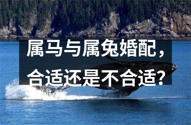 属马与属兔婚配，合适还是不合适？