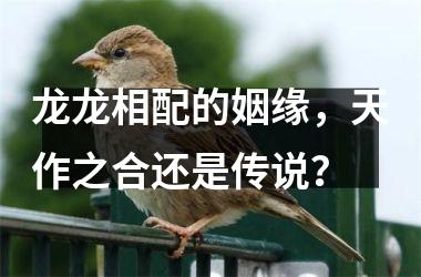 龙龙相配的姻缘，天作之合还是传说？